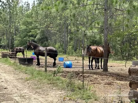 Parcel B N Wildlife Rd, Milton, FL 32570