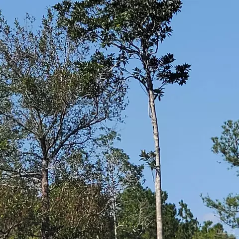 Tbd Ten Mile Rd, Pace, FL 32571 photo 8