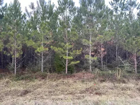 lot52 Sage Forest Ln, Pace, FL 32571 photo 7