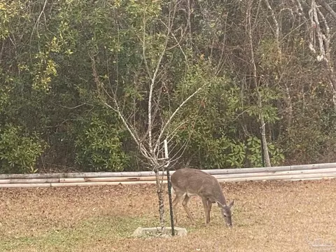 Other - 1090 Iron Forge Rd, Cantonment, FL 32533 photo 1 of 15