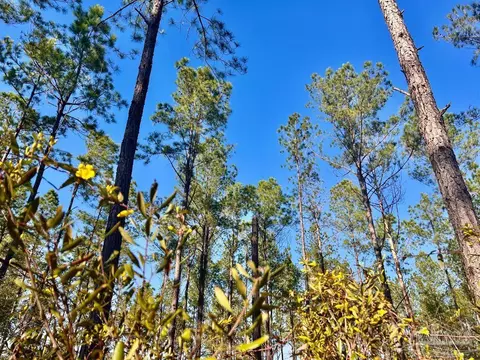 lot82 Naturewalk Dr, Pace, FL 32571 photo 11
