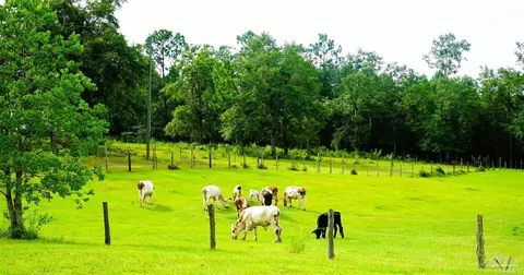 4684 Settle Rd, Molino, FL 32577 photo 12