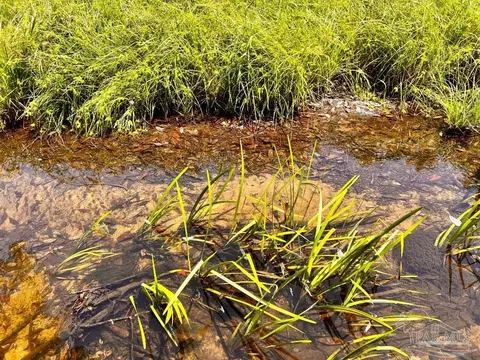 lot95 Turning Leaf Rd, Jay, FL 32565