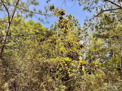 lot99 Turning Leaf Rd, North Pace, FL 32571 photo 19
