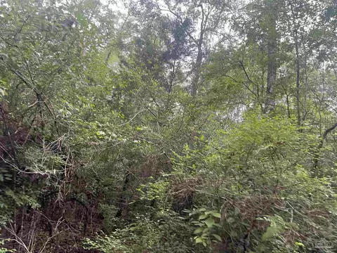 4599 Brushy Creek Rd, Range, AL 36473 photo 6