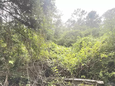 4599 Brushy Creek Rd, Range, AL 36473 photo 14