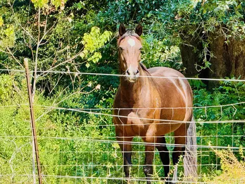 5045 Toebars Tr, Milton, FL 32583 photo 31