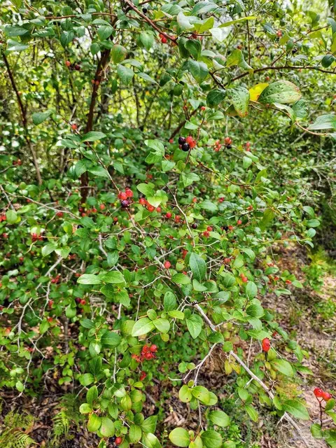 3404 Yellow Hammer Rd, Pace, FL 32571 photo 9