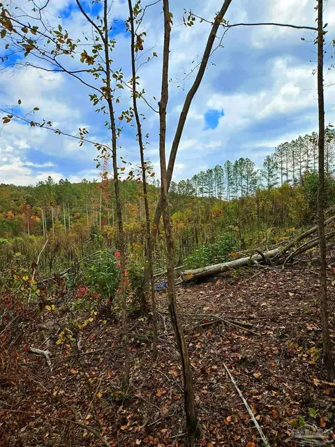 0 County Rd 79, Waterloo, AL 36577 photo 31