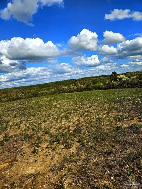 0 County Rd 79, Waterloo, AL 36577 photo 41
