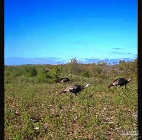 0 County Rd 79, Waterloo, AL 36577 photo 18