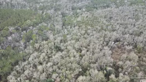 3000 N Block N Pine Barren Rd, Mcdavid, FL 32568 photo 15