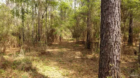 tbd Corley Rd, Walnut Hill, FL 32568 photo 13