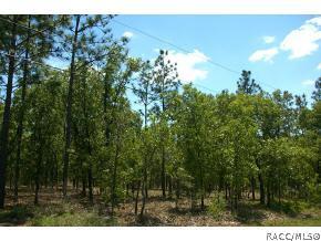 2867 N Hamlin Ter, Hernando, FL 34442 photo 2