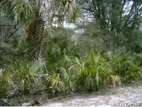 11061 N Nighthawk, Inglis, FL 34449 photo 3