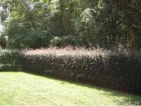 3691 N Chandler Dr, Hernando, FL 34442 photo 3