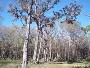 3531 SE 176 Pl, Inglis, FL 34449 photo 19