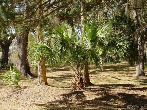 50 Lee Ter, Inglis, FL 34449 photo 3