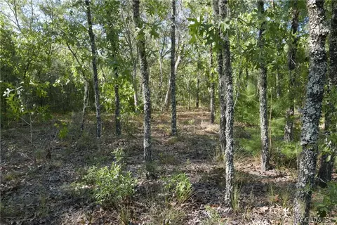 927 S Sharp Ln, Lecanto, FL 34461 photo 3