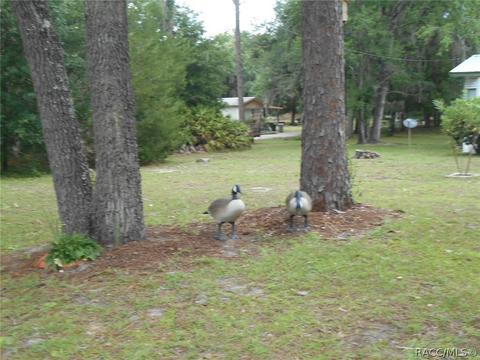 8191 SE 153rd St, Inglis, FL 34449 photo 25