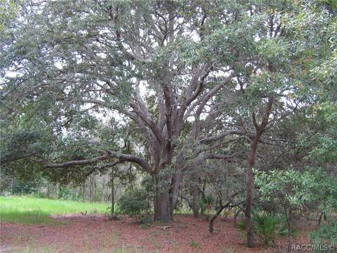 6218 S Nutshell Ter, Lecanto, FL 34461 photo 7