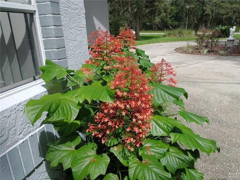 580 N Grandview Ave, Hernando, FL 34442 photo 39