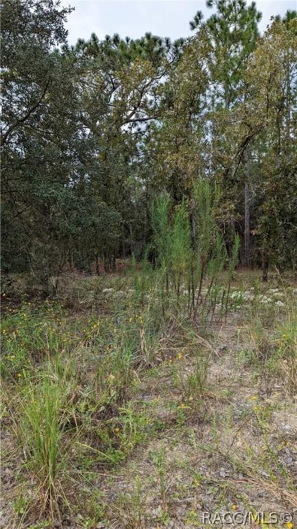 502 E Katie St, Hernando, FL 34442 photo 5
