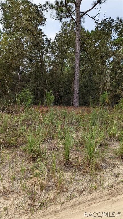502 E Katie St, Hernando, FL 34442 photo 6
