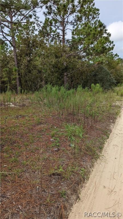 502 E Katie St, Hernando, FL 34442 photo 8