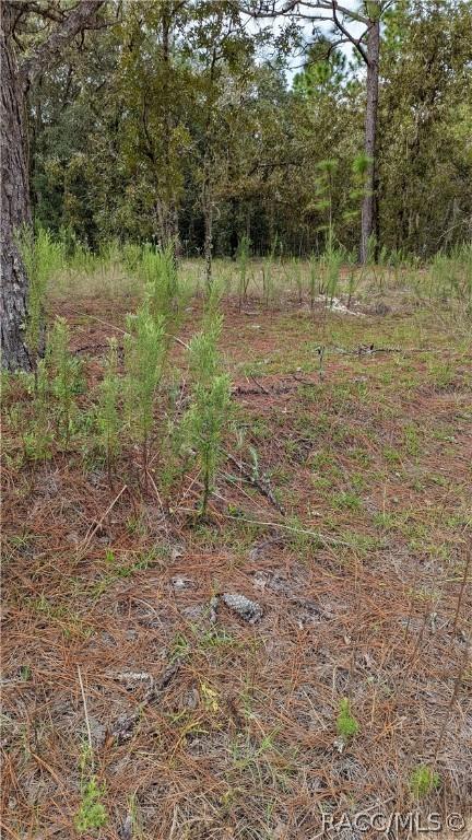 502 E Katie St, Hernando, FL 34442 photo 7