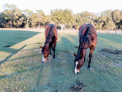 4650 E Amherst St, Hernando, FL 34442 photo 50