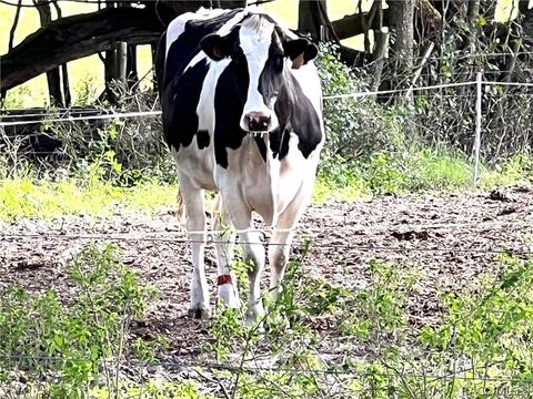1981 E C 478, Webster, FL 33597 photo 55