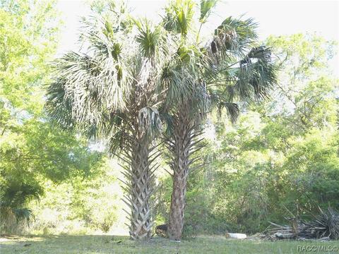 230 40 Hwy E, Inglis, FL 34449 photo 6