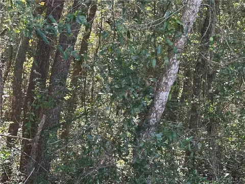 1730 E Bismark St, Hernando, FL 34442 photo 4