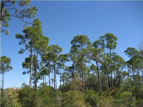 155 Singleleaf Rd, Eastpoint, FL 32328 photo 1
