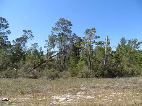 1557 Sandy Rd, Carrabelle, FL 32322 photo 1