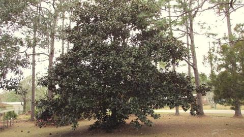 124 Kendrick Rd, Carrabelle, FL 32322 photo 33