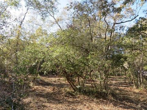 140 Elder St, Carrabelle, FL 32322 photo 1