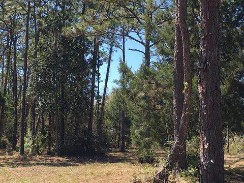 138 Doe Ln, Carrabelle, FL 32322 photo 4