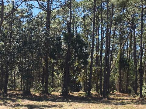 138 Doe Ln, Carrabelle, FL 32322 photo 3