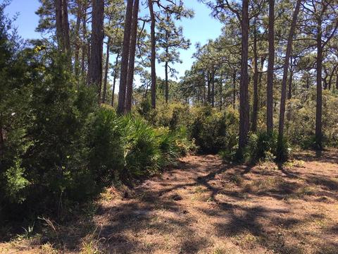 138 Doe Ln, Carrabelle, FL 32322 photo 1