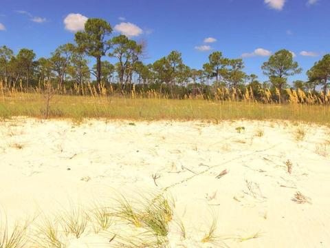 2874 Hidden Beaches Rd, Carrabelle, FL 32322 photo 1