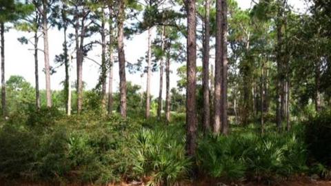 264 Royal Tern Way, Carrabelle, FL 32322