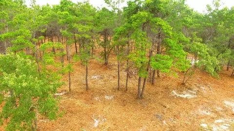 131 Shell Bay Ct, Carrabelle, FL 32322 photo 9