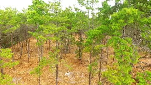 131 Shell Bay Ct, Carrabelle, FL 32322 photo 8
