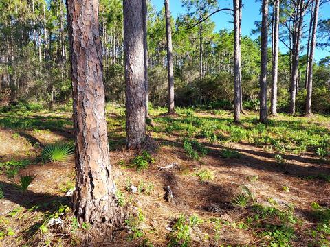 3161 Hwy 98 E, Carrabelle, FL 32322 photo 5