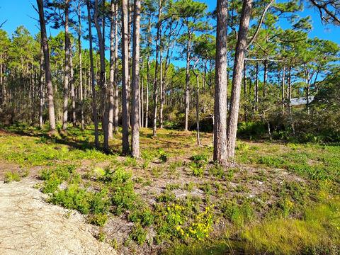 3161 Hwy 98 E, Carrabelle, FL 32322 photo 3