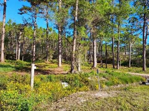 3161 Hwy 98 E, Carrabelle, FL 32322 photo 2