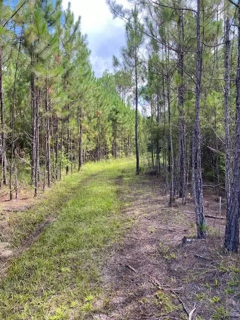 470 Hickory Hammock Rd, Carrabelle, FL 32322 photo 13