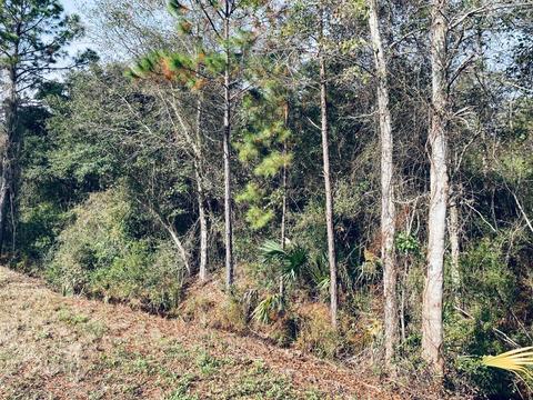 22 Oak St, Carrabelle, FL 32322 photo 3